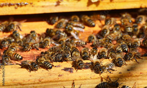 Beekeeping, frame with wax and bees. Spring photo