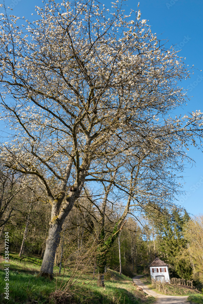 Kirsche in voller Blüte