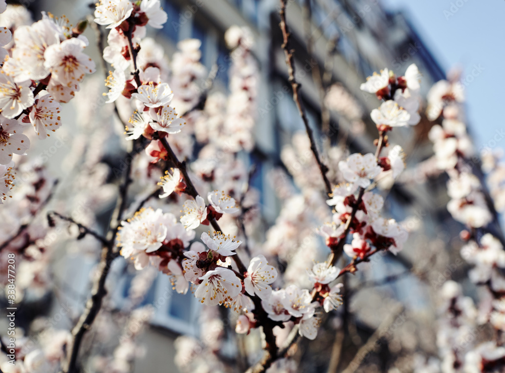 Beautiful white apricot blossom.Flowering apricot tree.Fresh spring background on nature outdoors.Soft focus image of blossoming flowers in spring time.For easter and spring greeting cards,banners Beautiful white apricot blossom.Flowering apricot tree.Fresh spring background on nature outdoors.Soft focus image of blossoming flowers in spring time.For easter and spring greeting cards,banners