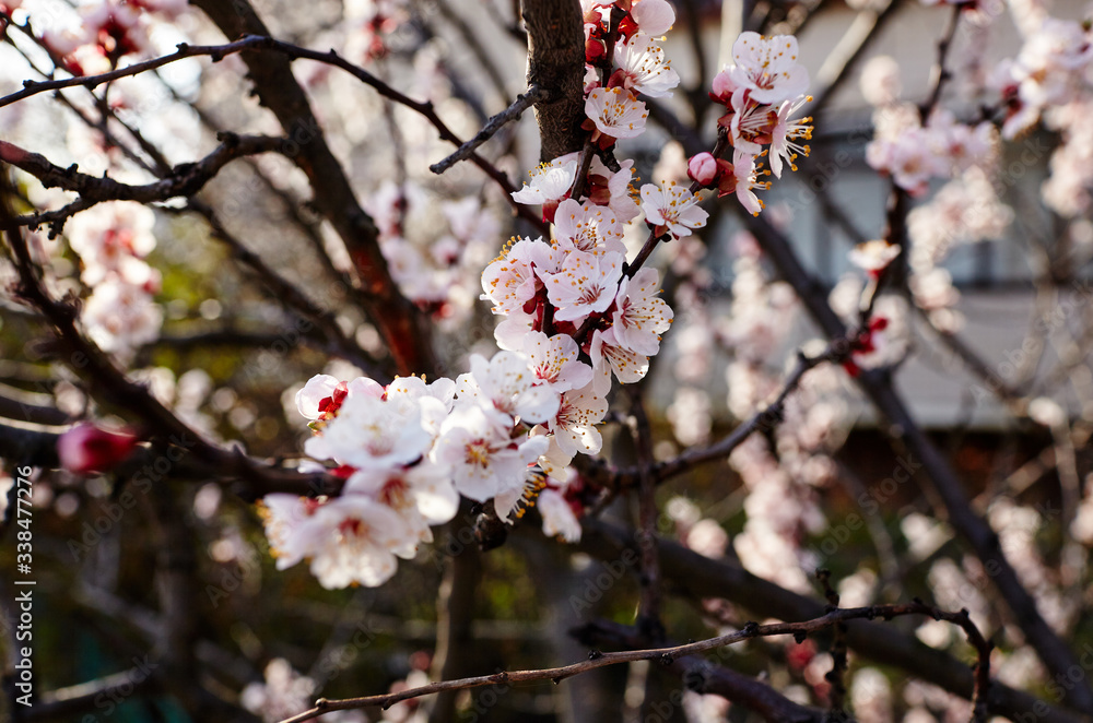 Beautiful white apricot blossom.Flowering apricot tree.Fresh spring background on nature outdoors.Soft focus image of blossoming flowers in spring time.For easter and spring greeting cards,banners Beautiful white apricot blossom.Flowering apricot tree.Fresh spring background on nature outdoors.Soft focus image of blossoming flowers in spring time.For easter and spring greeting cards,banners