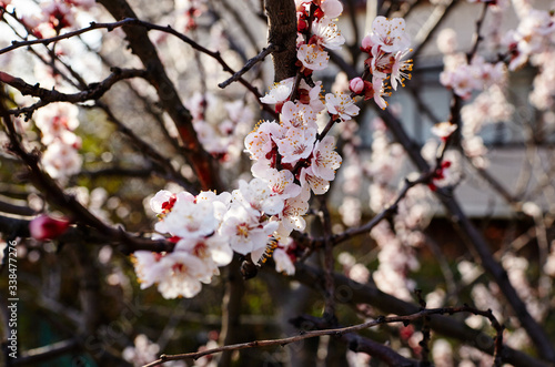 Beautiful white apricot blossom.Flowering apricot tree.Fresh spring background on nature outdoors.Soft focus image of blossoming flowers in spring time.For easter and spring greeting cards,banners