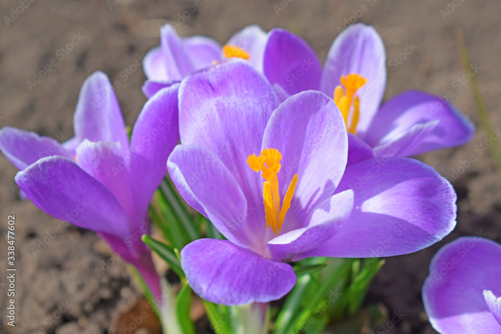 Fototapeta premium Beautiful first spring flowers crocuses bloom under bright sunlight.