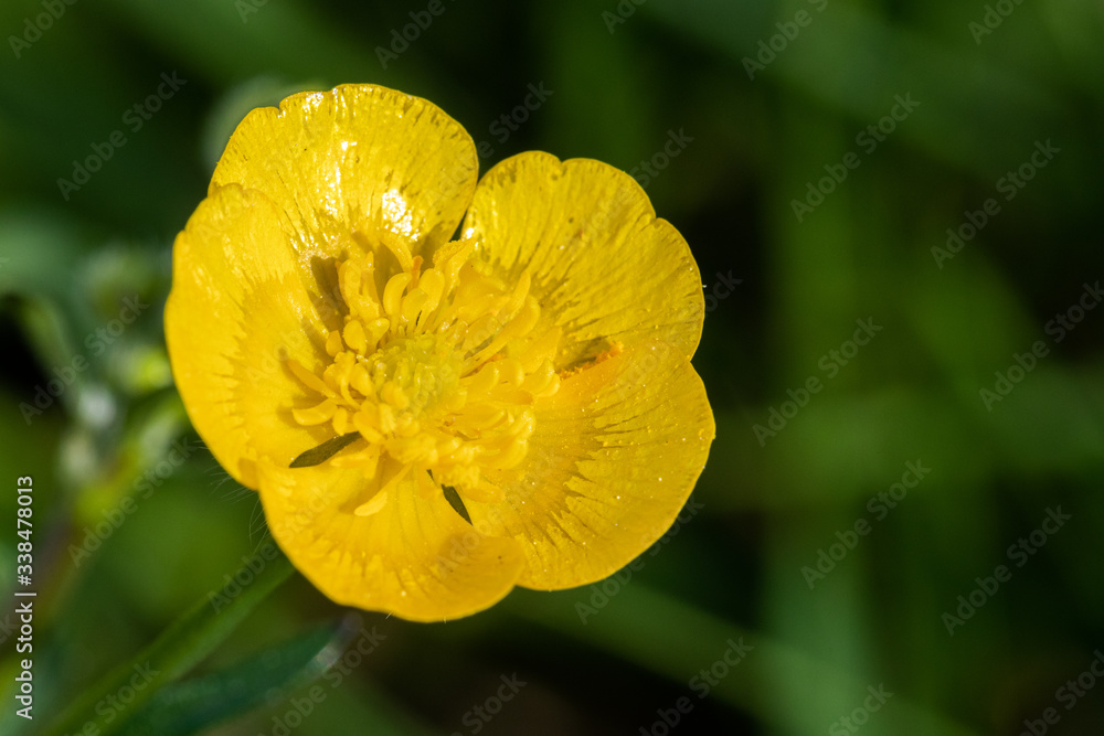 Yellow flower close-up Yellow flower close-up