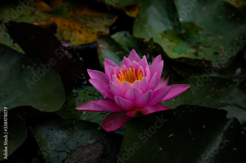 water lily