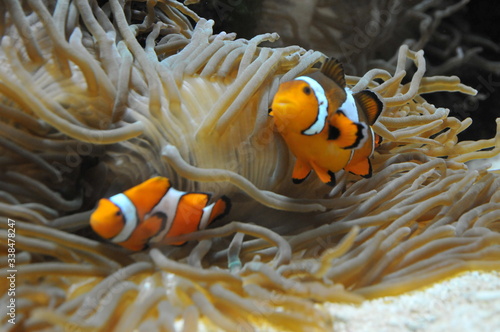 anemonefish