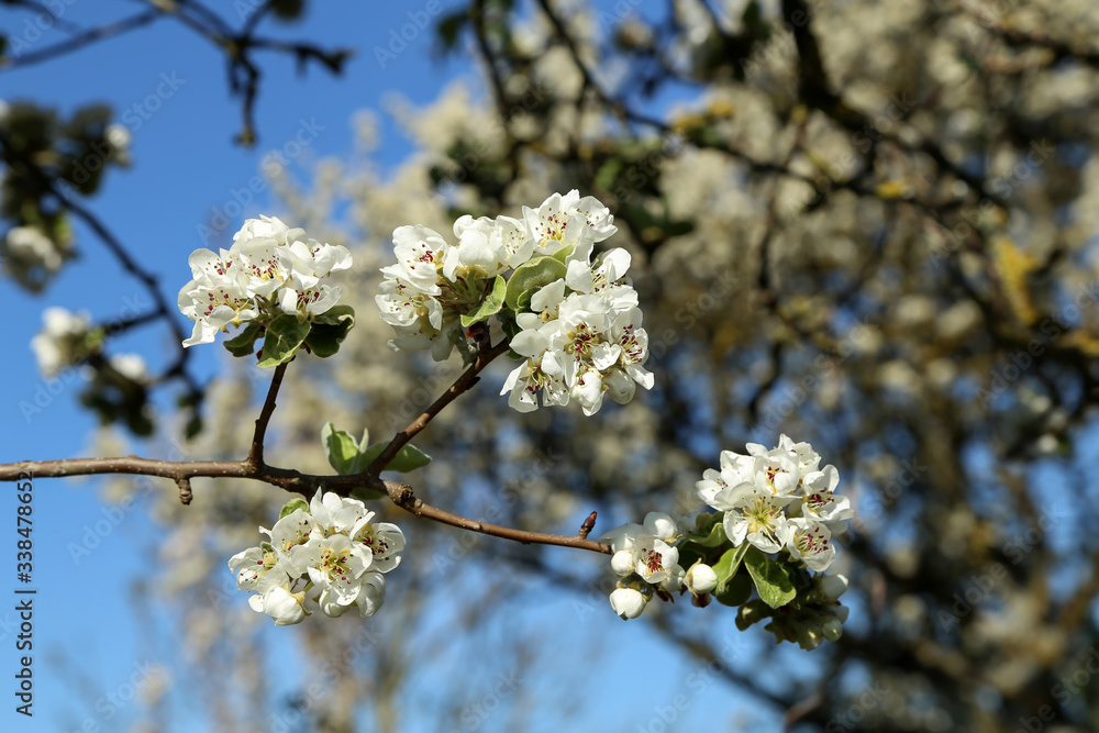 Flowers of the fruit trees on a spring day Flowers of the fruit trees on a spring day