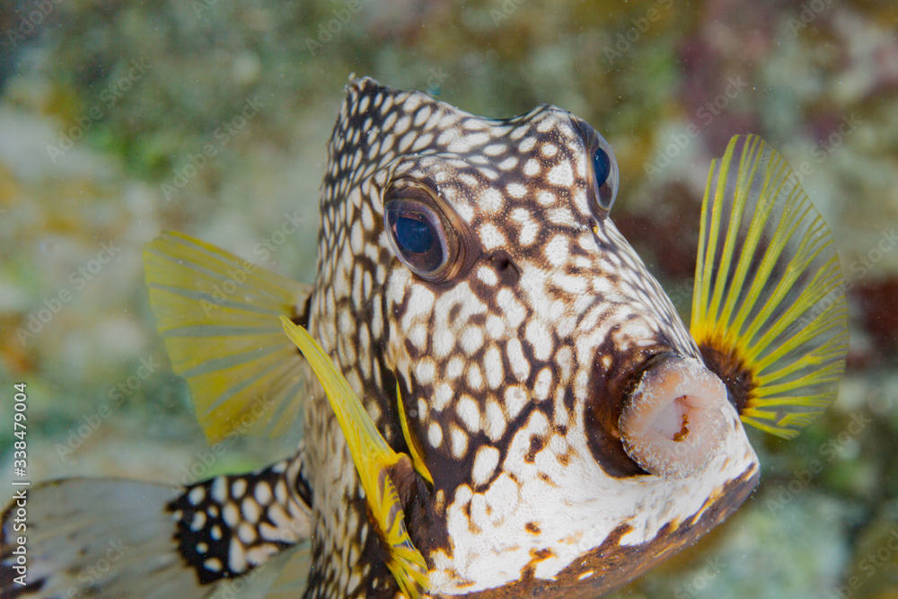 Obraz premium fish