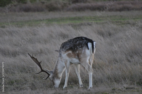 deer in the grass
