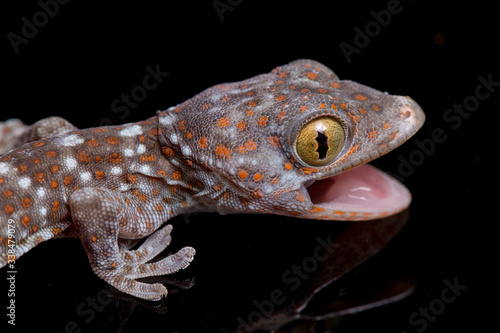 Tokay Gecko (Gekko gecko) isolated on black background.
 photo