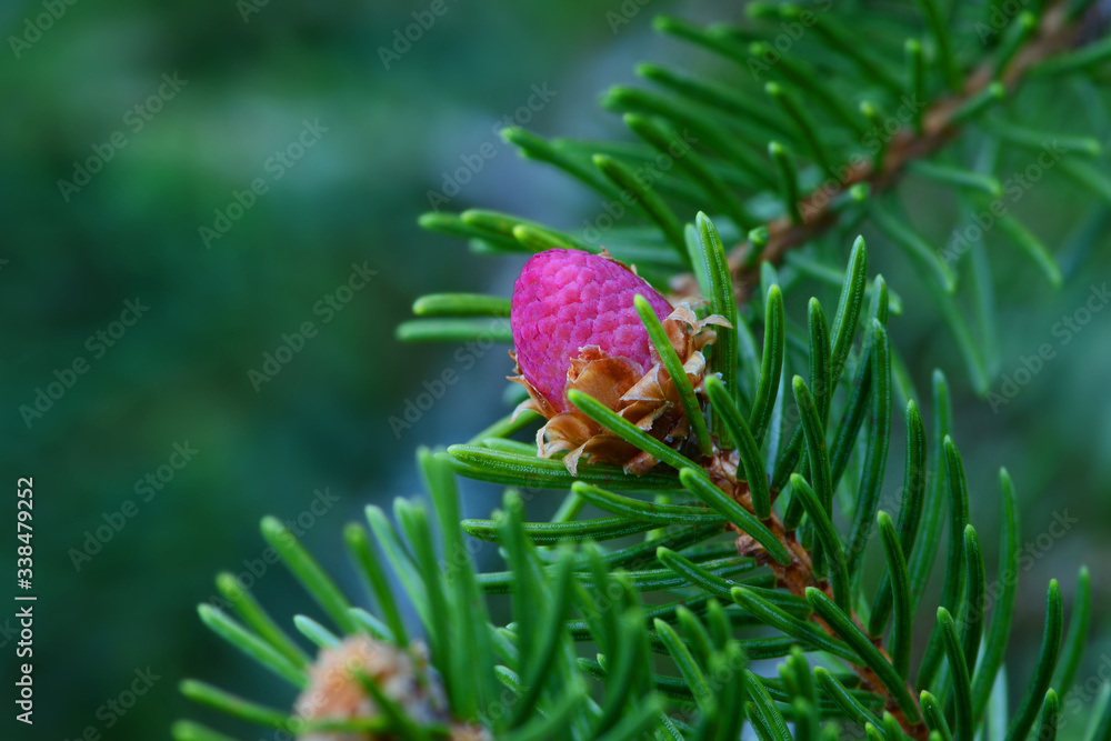 Obraz premium Frühling 511