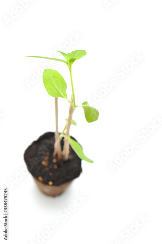 Large sunflower with green leaves in a brown nursery pot with dark soil supported by wooden sticks on a white background