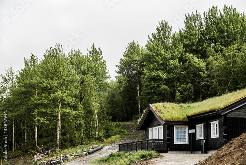moss covered roof of a cabin in the woods of norway