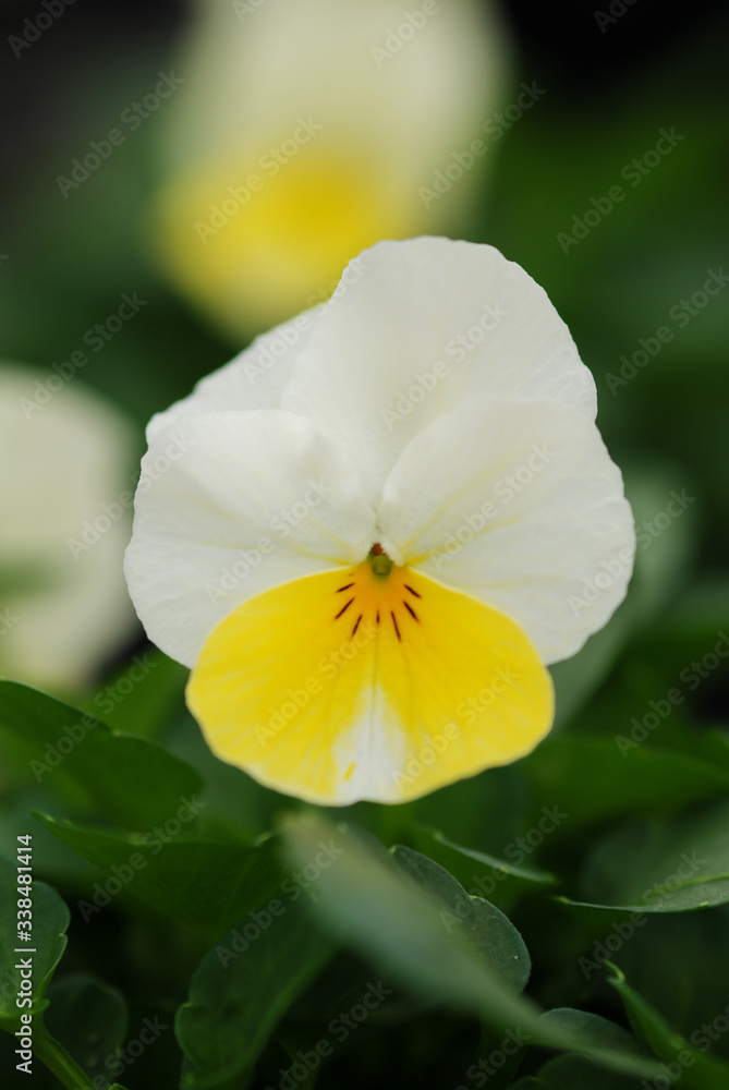 Yellow Pansies closeup of colorful pansy flower Yellow Pansies closeup of colorful pansy flower