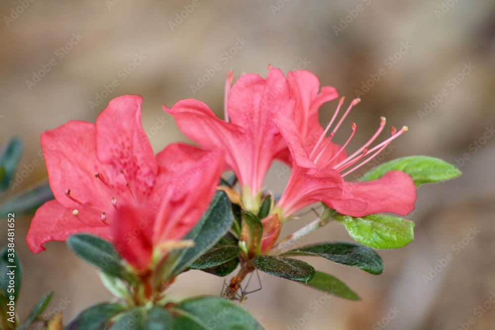 Close up of red azaleas in bloom Close up of red azaleas in bloom