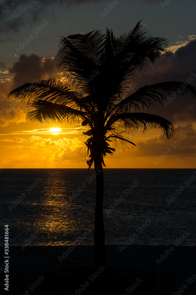 Obraz premium Sonnenuntergang am Strand mit einer Palme im Hintergrund