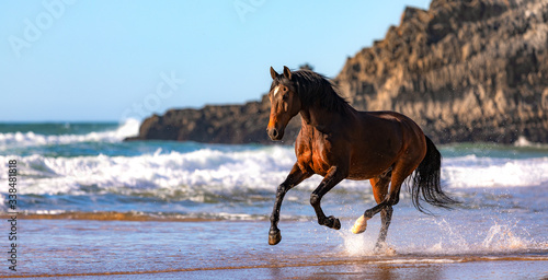 Lusitano Horse at the beach