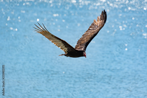 Turkey Vulture flying over Lake Allatoona on Red Top Mountain in Georgia. 