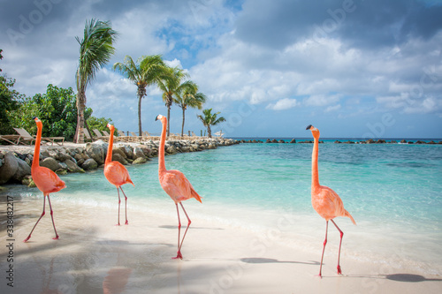 Gruppe von Flamingos  spaziert am Strand