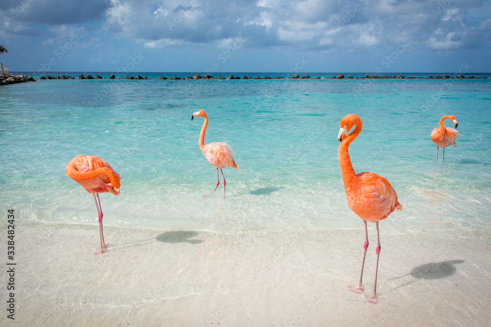 Fototapeta Flamingi na plaży na Arubie