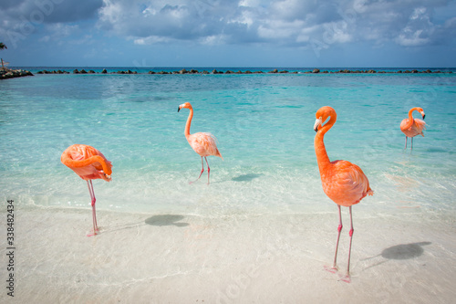 Flamingos am Strand auf Aruba