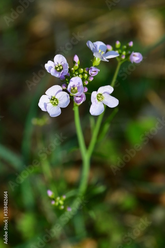 Wiesenschaumkraut