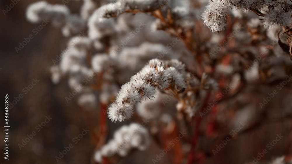 Fototapeta premium frost on tree