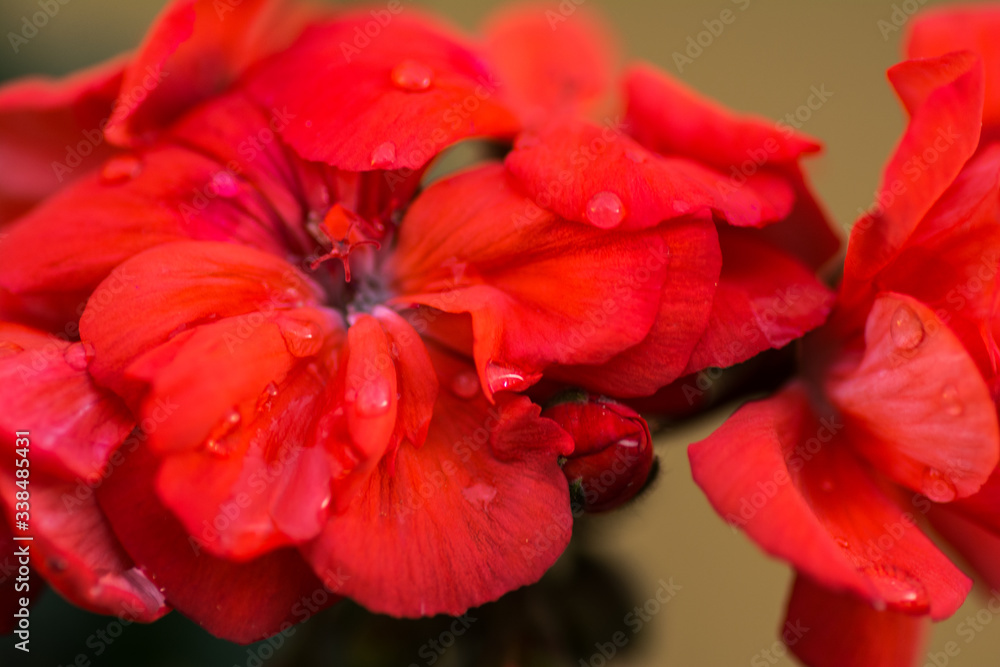 Flower Flower