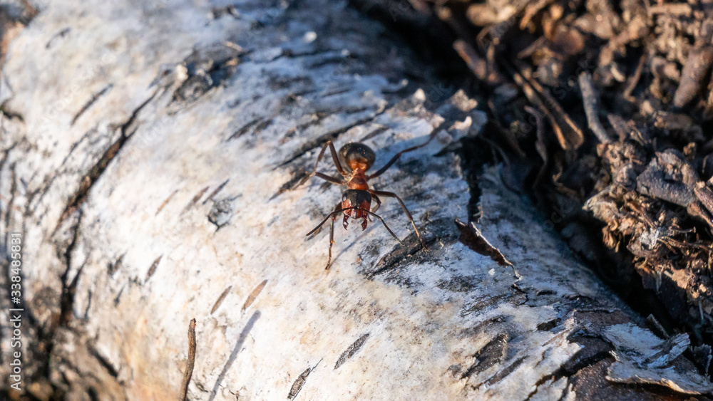 Forest ant in is natural habitat. Forest ant in is natural habitat.
