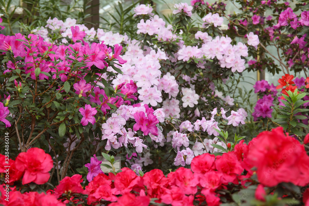 Image of fresh pink flowers wall for background