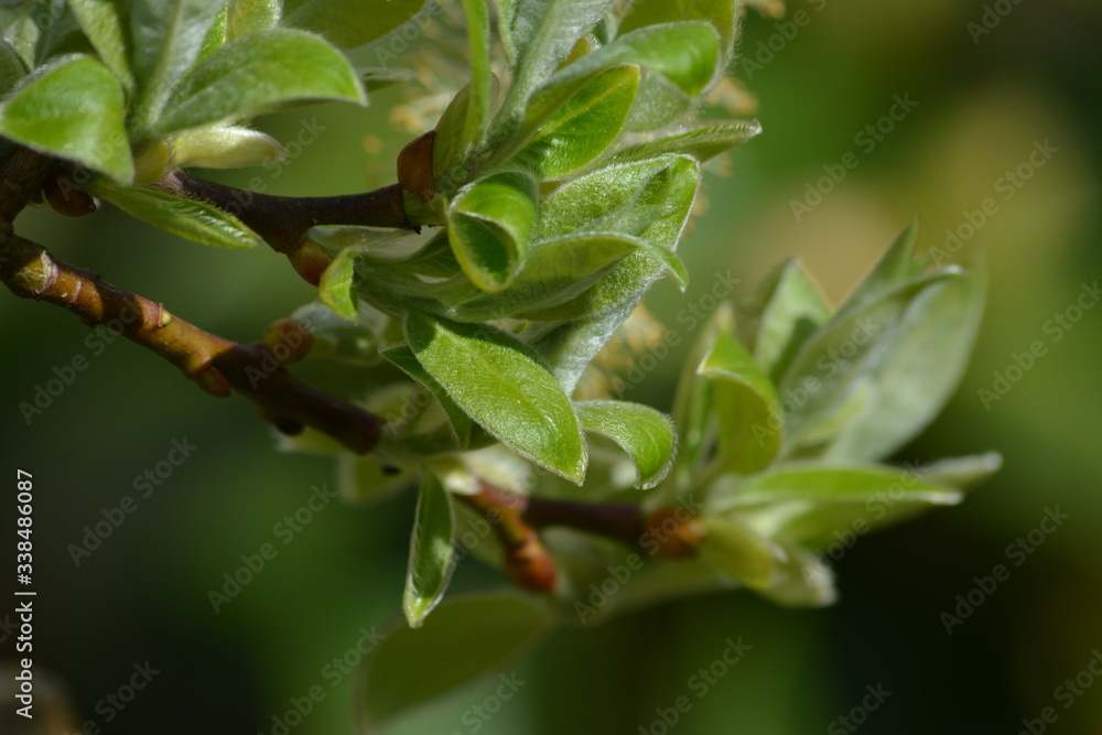 green leaves on a branch green leaves on a branch