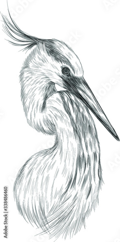 stork head bird black and white sketch coloring book vector illustration