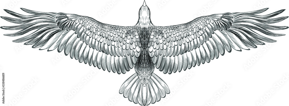 symmetrical eagle with spread wings black and white sketch American ...