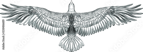 symmetrical eagle with spread wings black and white sketch American vector illustration