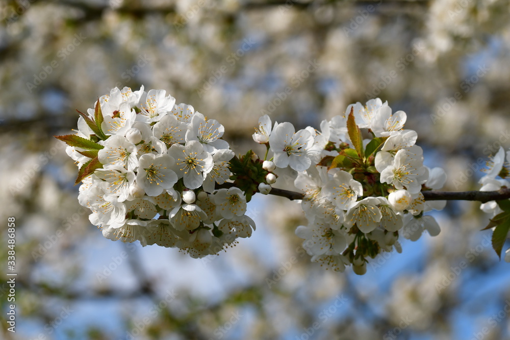 Obraz premium Kirschblüten