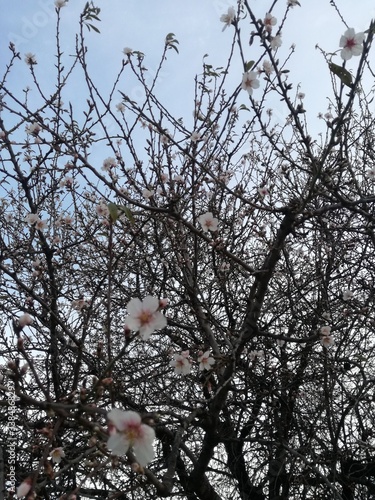 pink flowers on tree photo