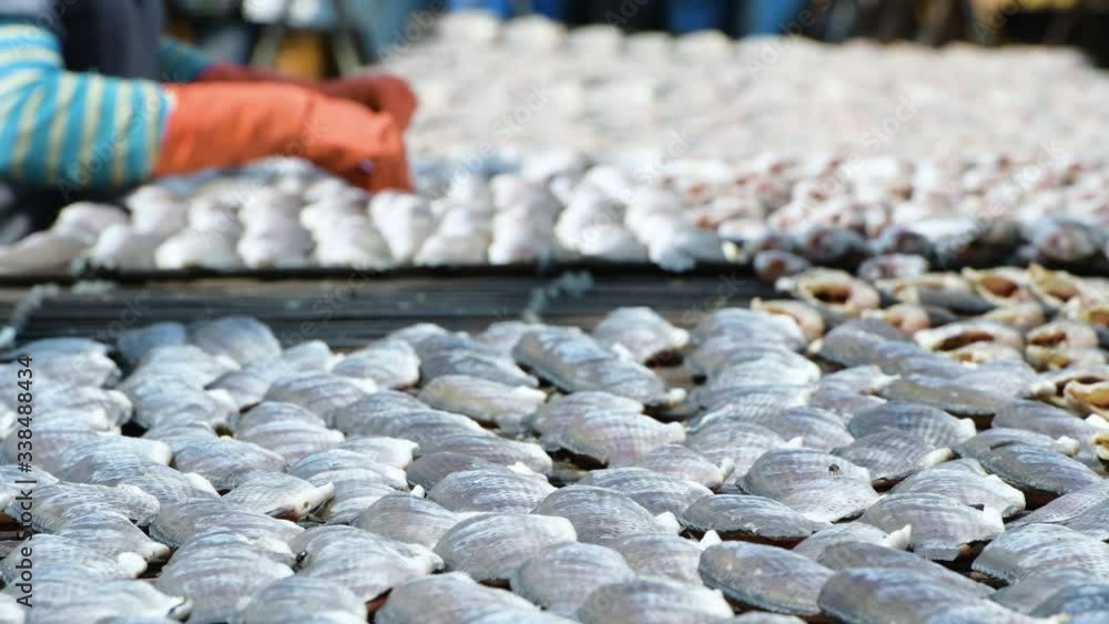 Fisherman Preparation for gourami Fish that are dried in solar fish