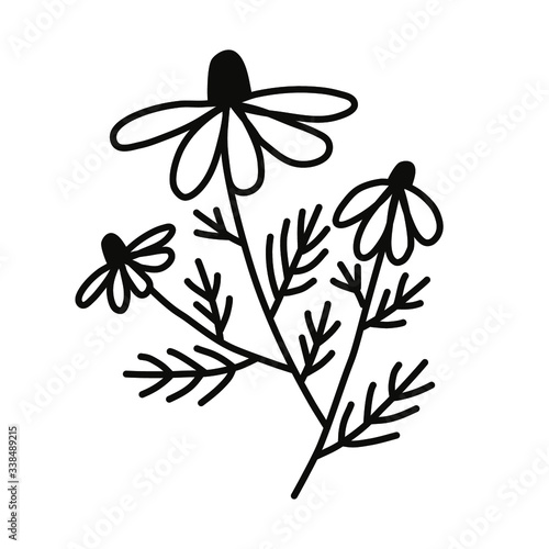 Wild flower on a white background. Simple vector illustration.