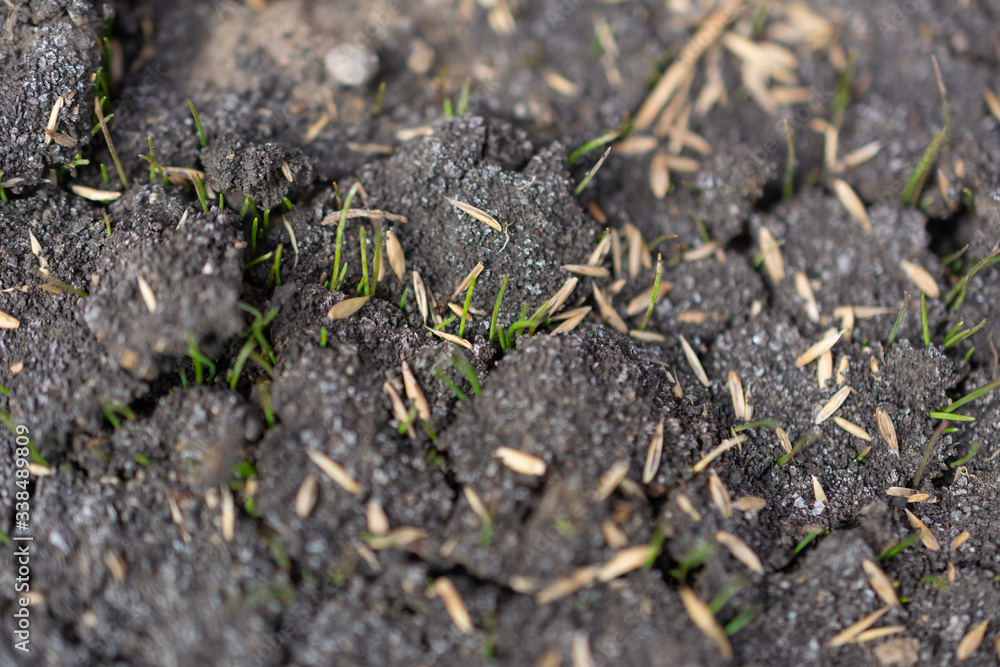 Top view of young and fresh grass starting to grow from the dark ground Top view of young and fresh grass starting to grow from the dark ground
