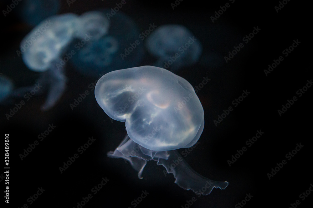 Jellyfish with Black Background Jellyfish with Black Background