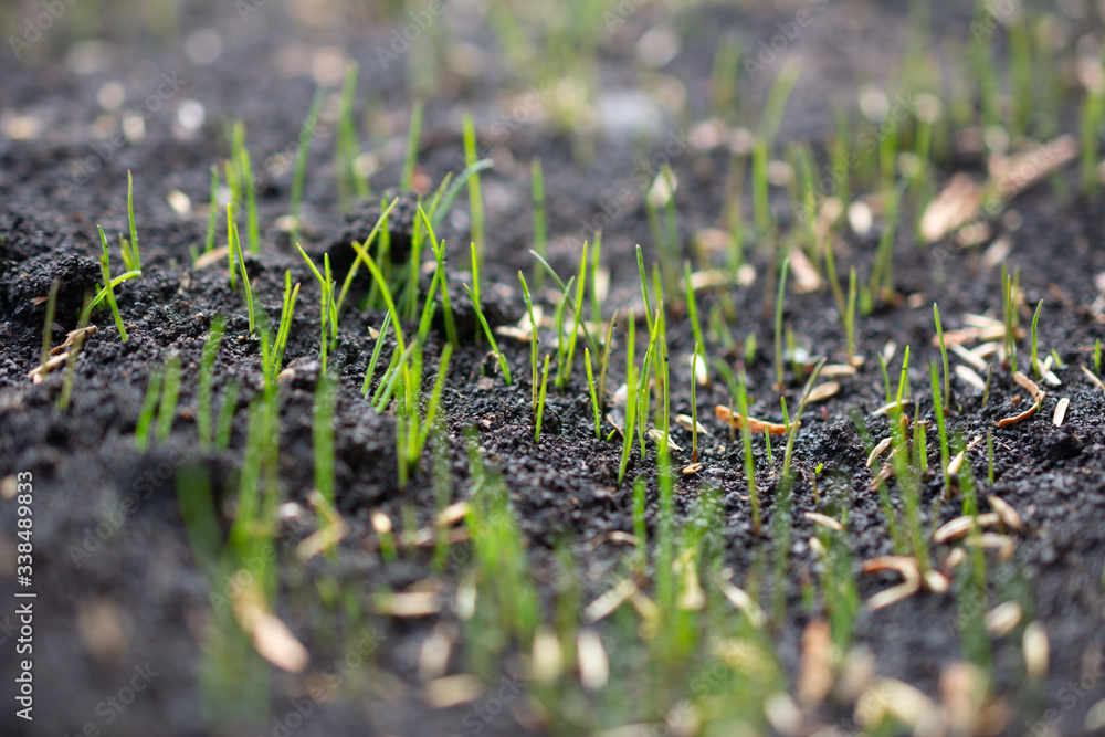Macro shot of young and fresh grass starting to grow from the land. Shallow depth of field