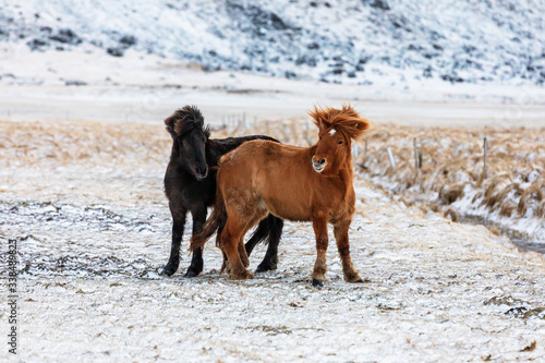Pair of Icelandic horses, one black and one chestnut, in a frozen field in Iceland