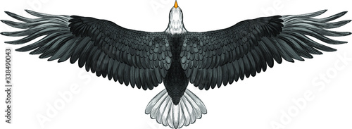 symmetrical eagle with spread wings black and white American vector illustration