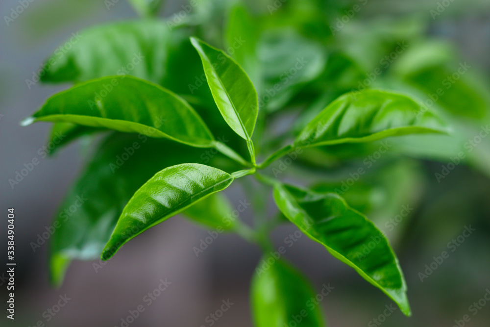 hoja de limón hoja de limón