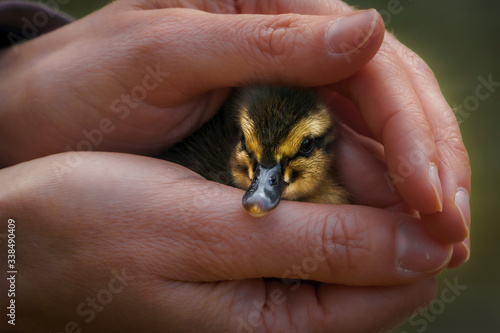 Entenküken in den Händen einer jungen Frau