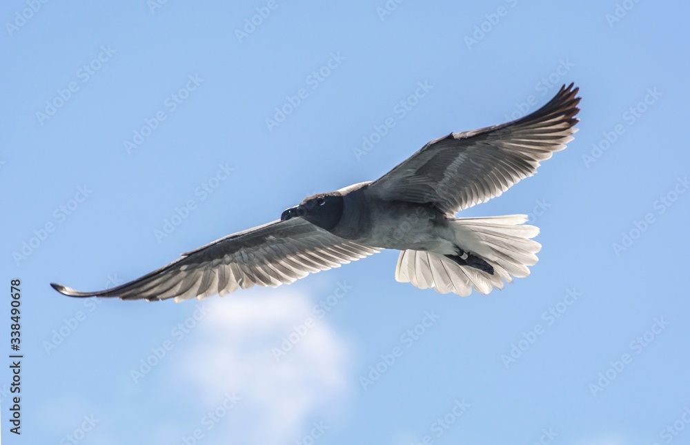 The Lava gull, an endangered species, in flight, Galápagos, Ecuador The Lava gull, an endangered species, in flight, Galápagos, Ecuador