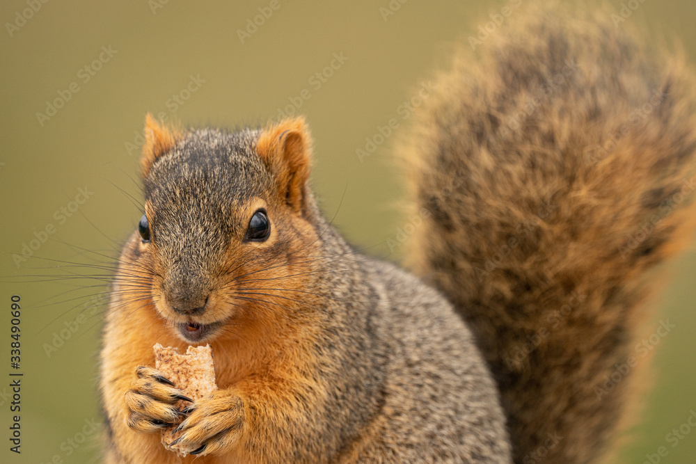Obraz premium fox squirrel eats a snack in the park