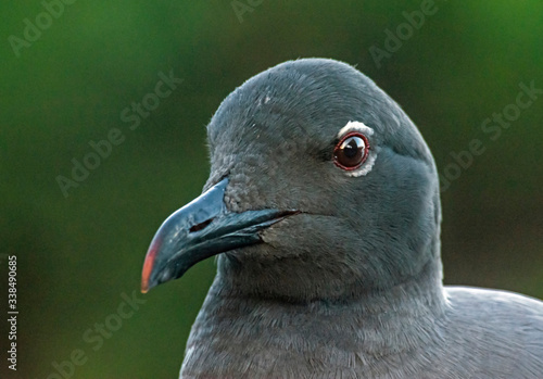 The Lava gull  an endangered species  in flight  Gal  pagos  Ecuador