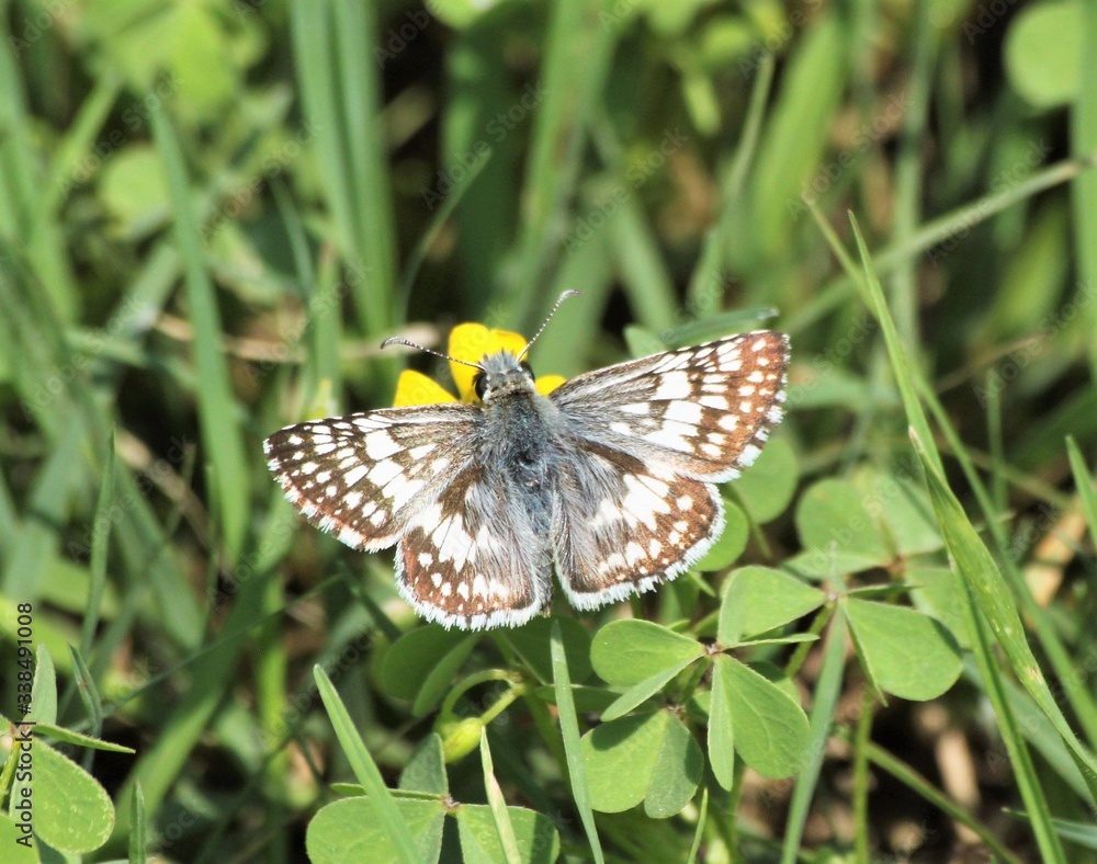 Common Checkered Skipper (Pyrgus communis) on a yellow flower. A beautiful Common Checkered-Skipper butterfly sips nectar from a flower in Texas. Common Checkered Skipper (Pyrgus communis) on a yellow flower. A beautiful Common Checkered-Skipper butterfly sips nectar from a flower in Texas.