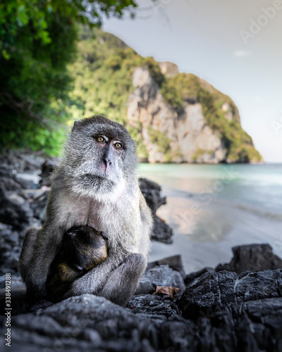 Monkey at Yong Kasem beach, known as Monkey Beach, Phi Phi photo