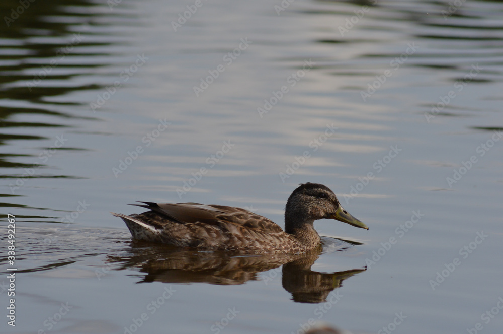 duck on the water duck on the water